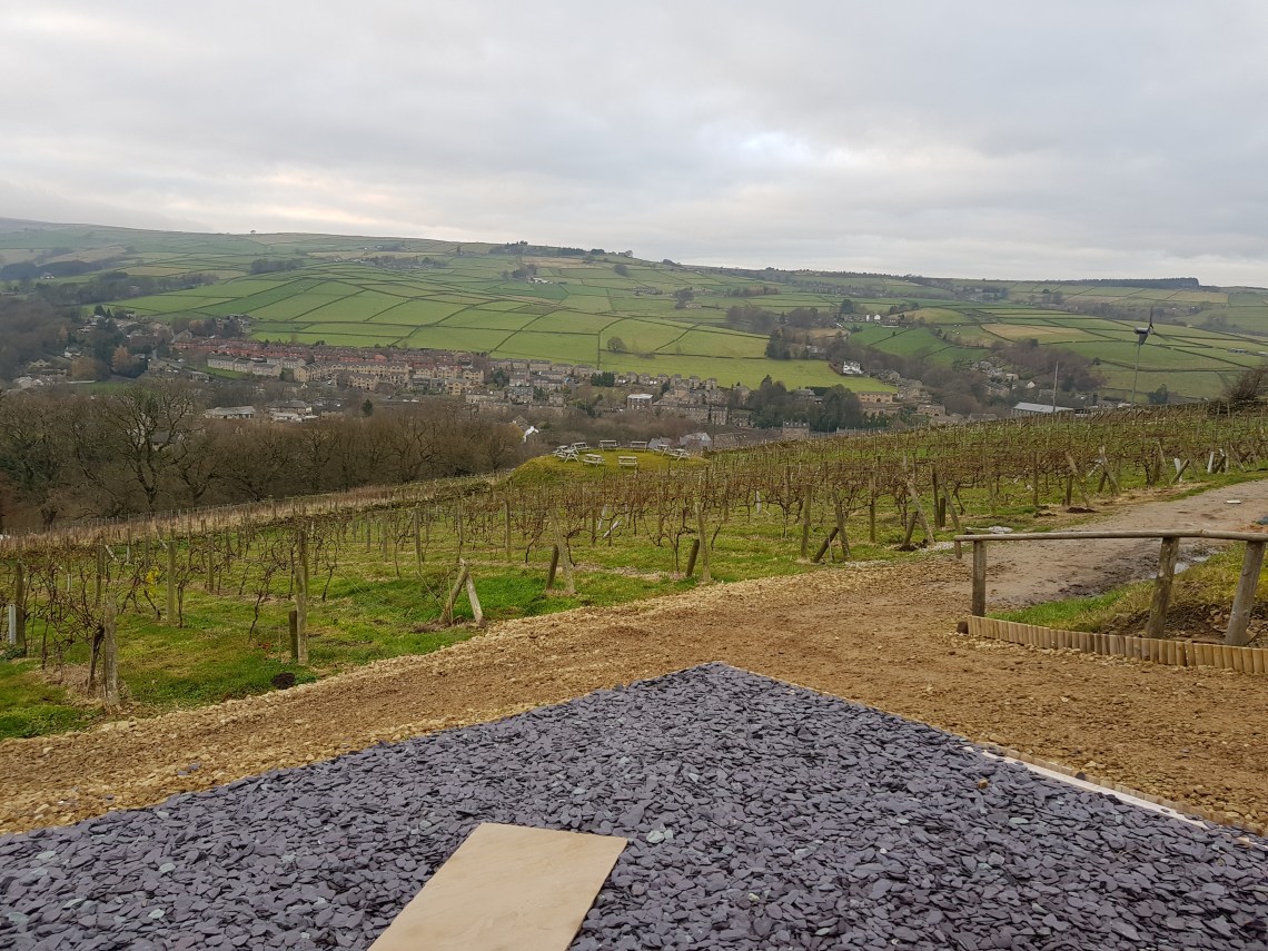A Vineyard with a View!